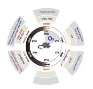 山西大學文獻:晝夜節律紊亂與臭氧誘導的小鼠肝臟葡萄糖代謝紊亂有關